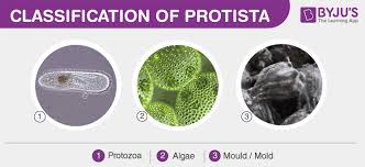 Kingdom Protista Characteristics And Classification Of