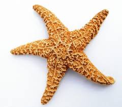 Cookies help us deliver our services. That Which We Call A Starfish Coastal Review Online