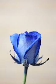 Rose wallpapers 4k pro rose backgrounds includes a very good collection of hd backgrounds that are inspired by artistic objects and items near you. Blue Rose 4k Wallpaper For Mobile Paulbabbitt Com