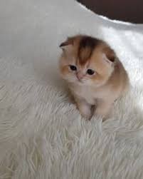 Click Save Follow Pin Aninspiring Check Out Unique Gifts Dec Sevimli Hayvan Yavrulari Sevimli Kedi Yavrulari Komik Hayvan