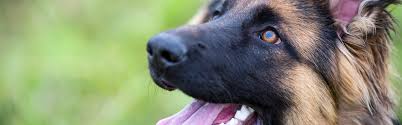 It is important to ask oneself, what does oral cancer look like in the mouth on the cheek? How To Detect And Treat Mouth Cancer In Dogs Pender Vet Animal Hospital Fairfax Chantilly Va