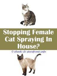Pin On Cat Spray Natural Remover Ideas