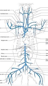 Professor fink reviews cat blood vessels; Cat Blood Vessels Labeled Cat Arteries And Veins Diagram Anatomyforme Diagrams Of Choose From 500 Different Sets Of Flashcards About Cat Blood Vessels On Quizlet Brinda Goetzinger