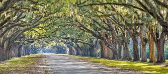Hotels near red gate campground and rv resort. Savannah Oaks Rv Resort Savannah Georgia Camping