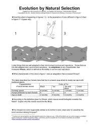 Evolution Worksheet Google Search Natural Selection The Selection Evolution