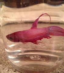 12 19 2015 Walmart In Grand Rapids Minnesota Beta Fish Forced To Brawl In A Fight To The Death This Is Animal Betta Fish Care Betta Fish Betta Fish Tank