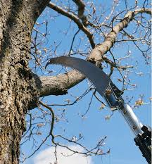 Scie D Elagage A Manche Telescopique En Aluminium Lee Valley Tools