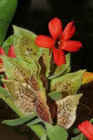 Image result for Petalidium englerianum