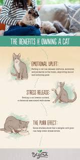 Artificial Intelligence Pets Owning A Cat Best Cat Food