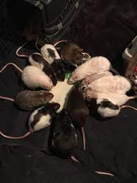 The Remaining 13 Of This Group Share A Meal Together Aww Cute Rat Cuterats Ratsofpinterest Cuddle Fluffy Animals Cute Animals Cute Rats Miniature Dogs