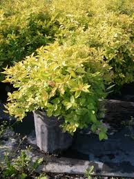 Image result for spirea japonica gold princess
