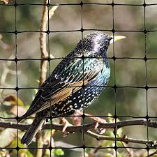 We did not find results for: Amazon Com Bird X Bird Netting Mounting Clips Makes Installing Bird Netting Easy And Fast Case Of 250 Garden Netting Garden Outdoor