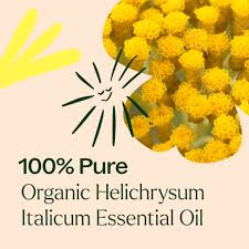 Image result for Helichrysum