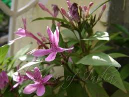 Image result for Eranthemum laxiflorum