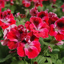 Image result for Geranium vagans