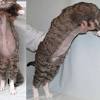 Why cat's lungs fill with fluid. 1
