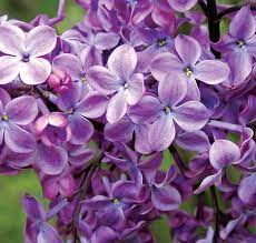 5 Long Lasting Lilacs Lilac Syringa Lilac Varieties
