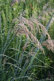 Image result for Sorghastrum