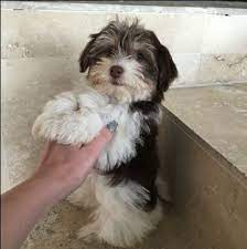 Their need to be in the center of attention and their love for entertaining will have the havanese dog perform tricks in. Havanese Puppy For Sale In Houston Tx Adn 44415 On Puppyfinder Com Gender Female Age 13 Weeks Old Havanese Puppies Havanese Puppies For Sale Havanese Dogs