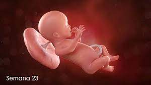 Semana 23 Para Padres Nemours Kidshealth