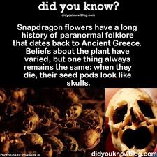 Creepy And Awesome Happyhalloween Awesome Skulls Creepy Hallowseve Share The Helpful Knowledge Tag Your Frien Scary Facts Fun Facts Snapdragon Flowers