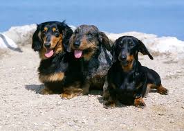 Long hair makes most dog breeds look cute and outstanding but grooming needs are in most cases high. 11 Small Dog Breeds For People Who Like Large Dogs Photo Gallery