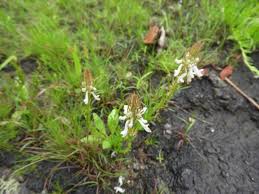 Image result for Aeollanthus subacaulis