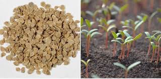 We did not find results for: Tomato Seed Germination Time Period And Procedure Agri Farming