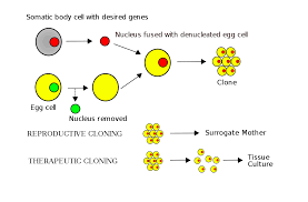 Somatic Cell Nuclear Transfer Wikipedia