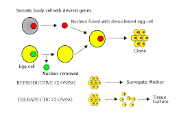 somatic cell nuclear transfer wikipedia