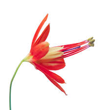 At first glance the viceroy tulips, formally known as semper augustus, may not flowers like ghost orchids and blue roses are the viceroy tulips of today. Best Exotic Flowers For Modern Bouquets