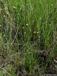 Image result for Xyris parvula