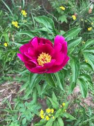In the true language of flowers, it signifies remembrance. Peony Plants Flowers Garden Items Pulaski Wisconsin Facebook Marketplace Facebook