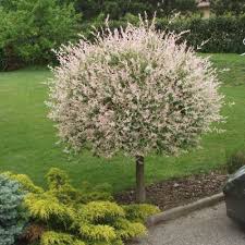 Willow Gammon S Garden Center Landscape Nursery Garden Shrubs Landscaping Plants Garden Trees