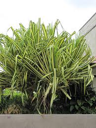 Image result for Pandanus
