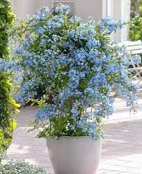 Check spelling or type a new query. 36 Best Blue Flowers To Grow In Containers Balcony Garden Web Container Flowers Heat Tolerant Flowers Blue Flowers Garden