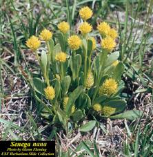 Image result for Polygala senensis
