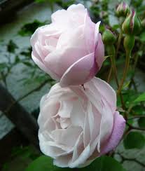 Ramblerrose 'paul's himalayan musk rambler'. Ramblerrosen Entfalten Blutenfulle Proplanta De