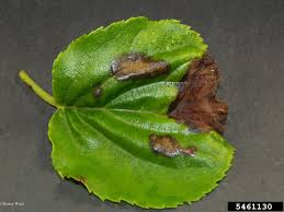 Besides good quality brands, you'll also find plenty of discounts when you shop for hydrangea mold during big sales. Gray Molds Botrytis Spp On Hydrangea Hydrangea Spp 5461130