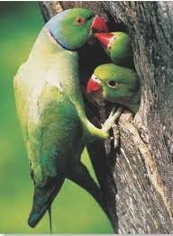 Green Bird With Red Ring Around Neck Rose Ringed Parakeet Birds Parrot Parakeet Pet Birds