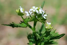 Image result for Setaria petiolata