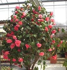 Pin By Maryn Mckenna On Garden Plant Possibles Camellia Plant Plants Outdoor Gardens