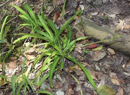 Leider ist die hauspflanze etwas anspruchsvoller in der pflege: Grunlilie Wikipedia