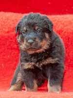 (14) bavarian mountain hounds (1) beagles (113) bearded collies (2) beaucerons (1) bedlington terriers (19) belgian shepherds (61) cavapoo dogs & puppies in uk. Beauceron Breeders Champdogs