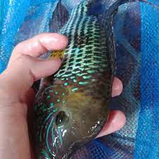 Reptil dapat hidup di habitat darat, air tawar, atau laut. Jual Hot Promo Ikan Predator Ikan Green Terror Ikan Hias Air Tawar Di Lapak Bendera Olshop Bukalapak