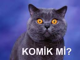 tom konusan kedi photos facebook