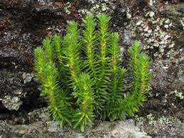 Image result for Huperzia bampsiana