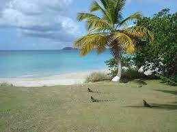 Limetree Beach St Thomas Usvi Have Not Stayed At Limetree Beach Resort But Went For Dinner Next To Bolongolo Beach Reso St Thomas Usvi Island Travel Beach