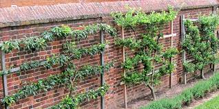 All espalier forms need a strong structure for support and training while they are young. On Training A Fruit Tree Architectural Digest