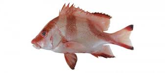 Ikan kakap merah merupakan salah satu jenis ikan laut yang bernilai ekonomis tinggi dan potensial untuk dibudidayakan. Lutjanus Malabaricus Fishider